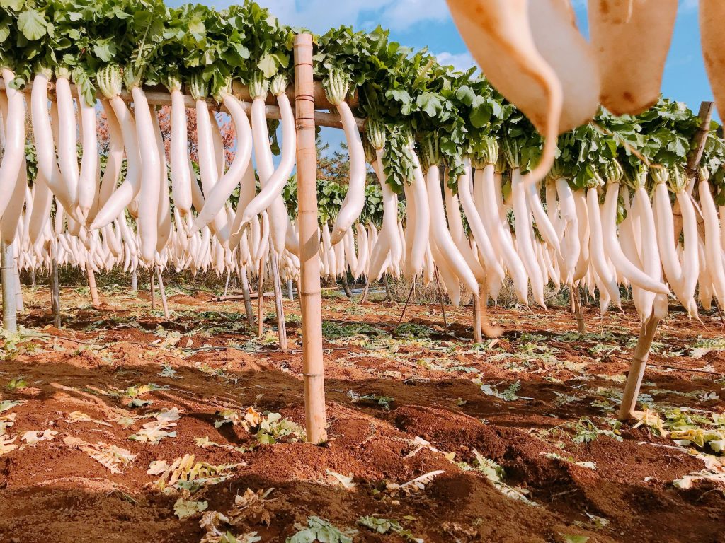 季節限定！とんかつと楽しむ、伝統の味「本間さんのたくあん